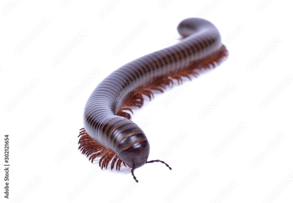 Milipede isolated on white background Milipede isolated on white background