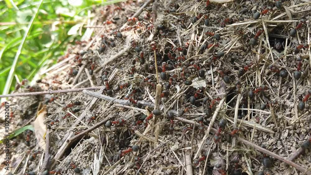 Red ants working relentless in a beautiful day in the sunlight. Red ants working relentless in a beautiful day in the sunlight.