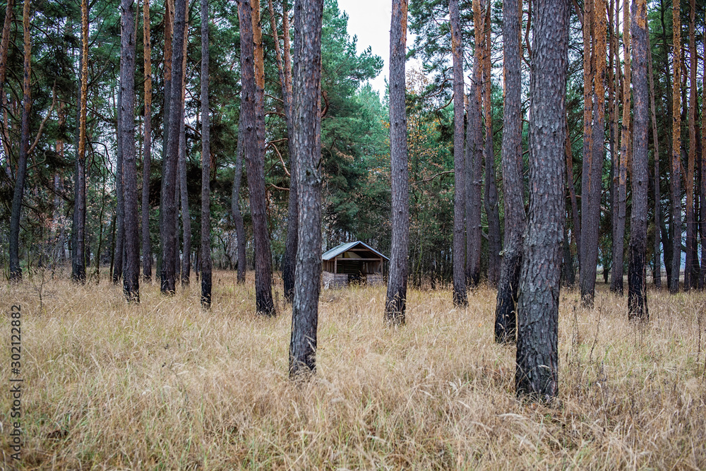 Obraz premium hunting lodge among the trees in a pine forest.