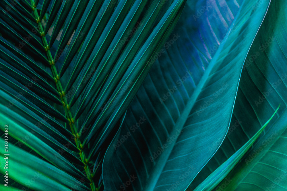 Fototapeta Zielone tropikalne liście