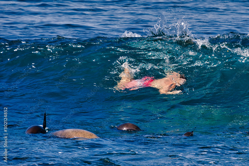  2019-10-08 SWIMMING WITH SEALS IN THE SURF AT LA JOLLA.