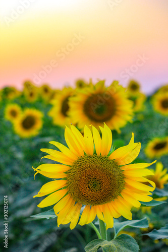 Fototapeta Naklejka Na Ścianę i Meble -  Golden sunflower in the sunny summer field, field of blooming sunflowers on a background sunset  