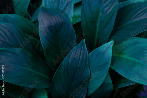 closeup nature view of green leaf in garden  dark wallpaper concept  nature background  tropical leaf