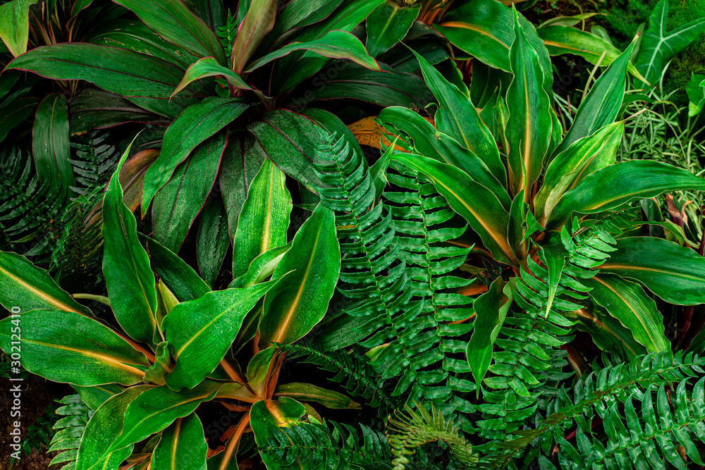 closeup nature view of green leaf in garden, dark wallpaper concept, nature background, tropical leaf closeup nature view of green leaf in garden, dark wallpaper concept, nature background, tropical leaf