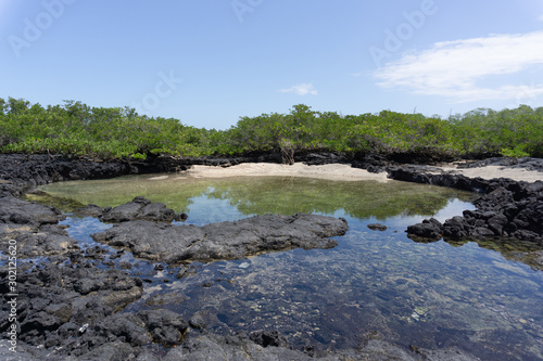 Beach, mangroves, rock formations on Isabela Island at the Galapagos Islands