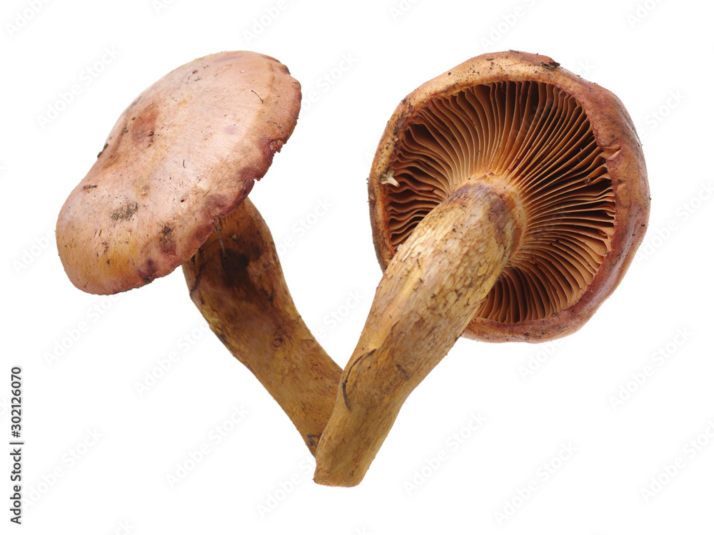 Fototapeta premium boletus mushrooms on white background