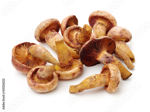 boletus mushrooms on white background