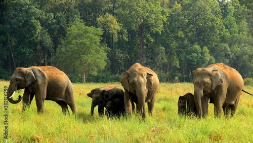 Canvas Print herd of elephants