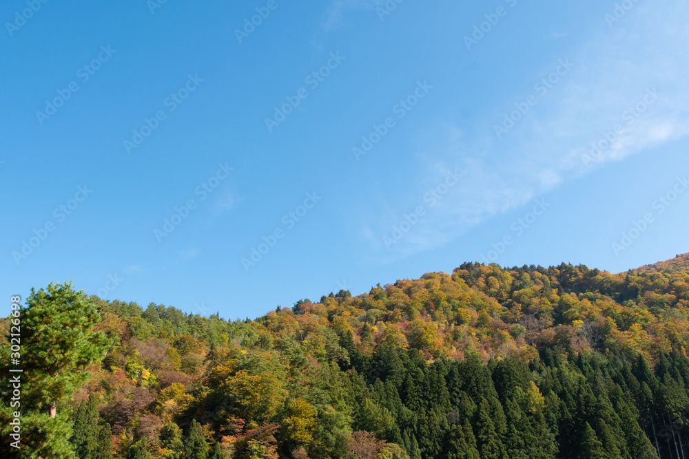 Forest and blue sky in Autumn season.