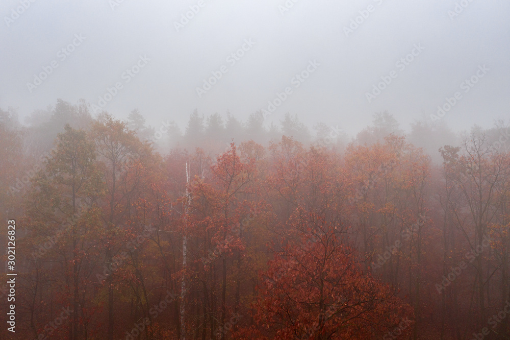 Foggy Autumn colorful Deciduous Forest. Dense forest early in the morning
