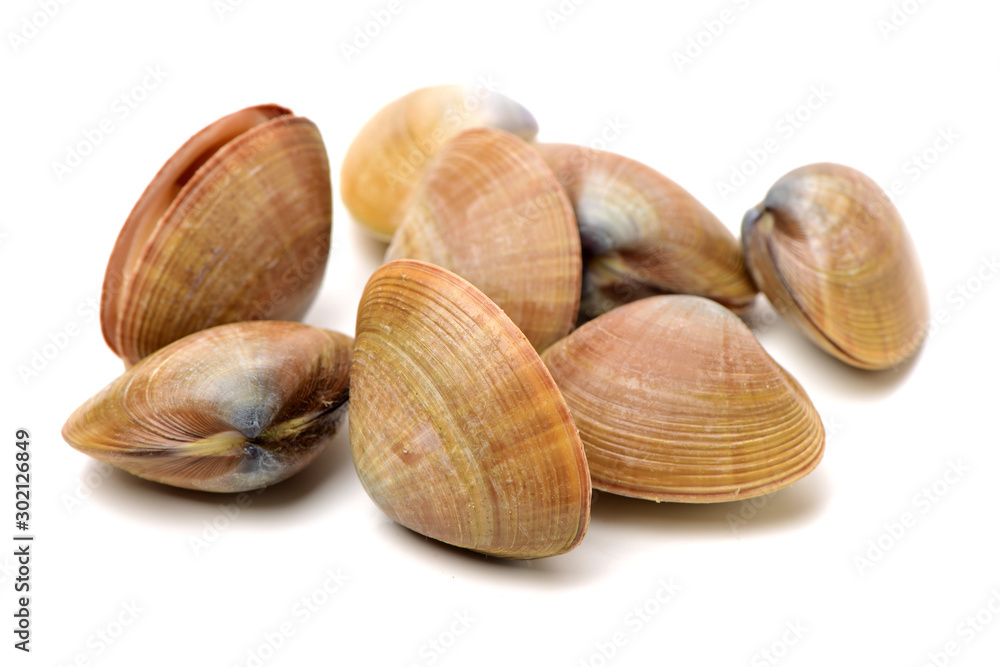 Stacked fresh raw clams on white background Stacked fresh raw clams on white background
