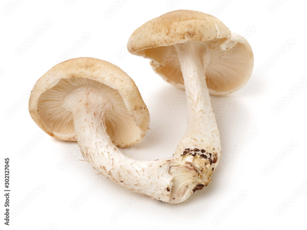 Shiitake mushroom on the White background Shiitake mushroom on the White background