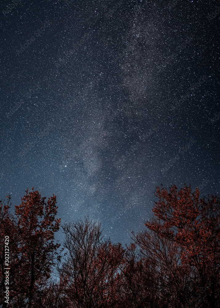 Milky way on starry sky above the tree crowns