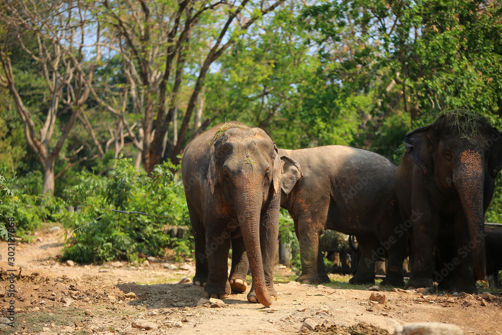 Group of elephant in the zoo with green leaves background.