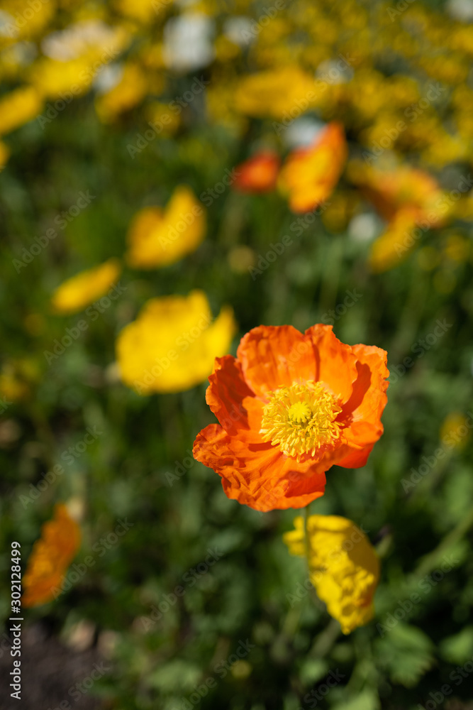 Orange tulip bloom Orange tulip bloom