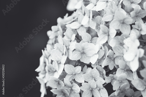 Blooming hydrangea in the garden. Shallow depth of field. Black and white image.