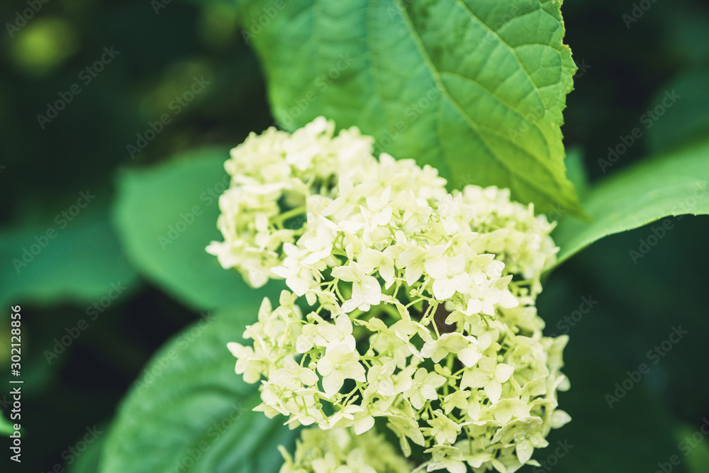 Blooming hydrangea in the garden. Shallow depth of field. Blooming hydrangea in the garden. Shallow depth of field.