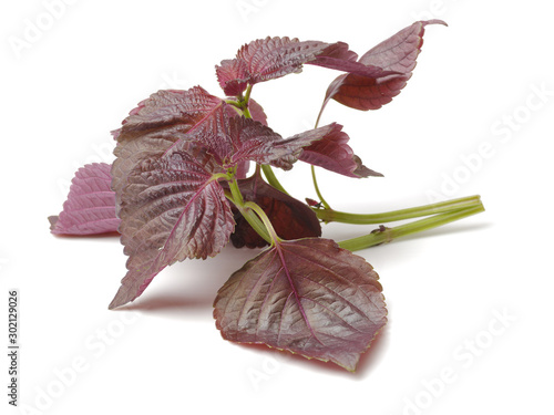 Perilla (Shiso) Leaf on white background photo