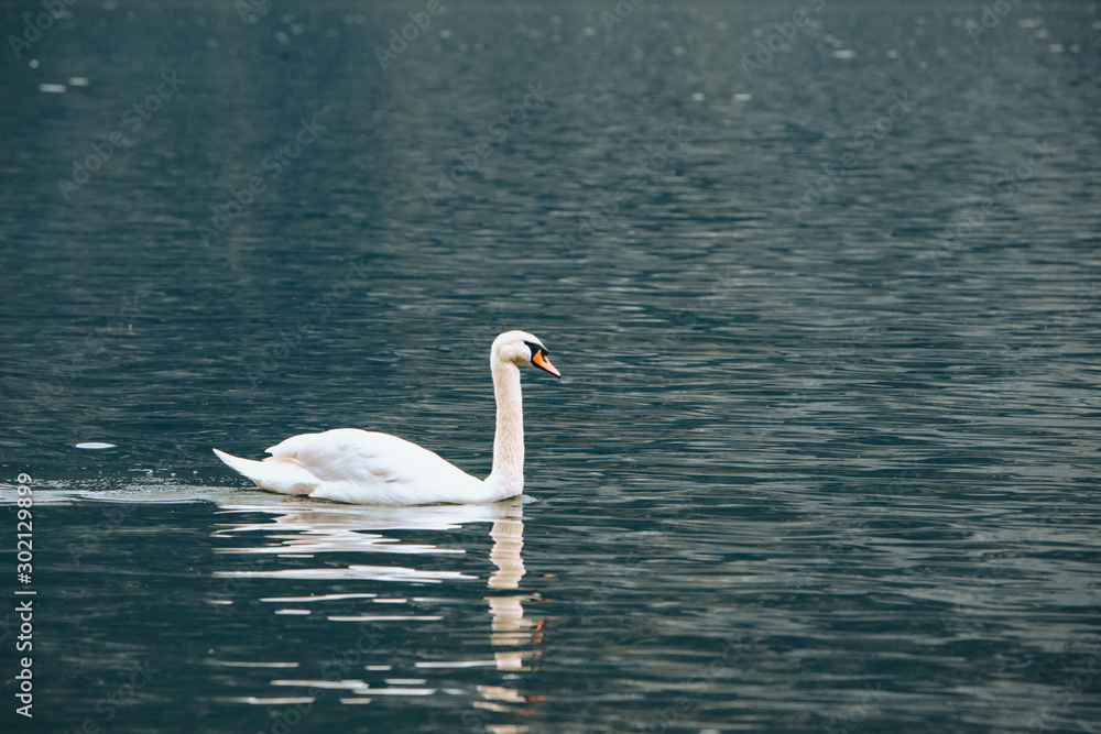 Obraz premium white swans in blue lake water
