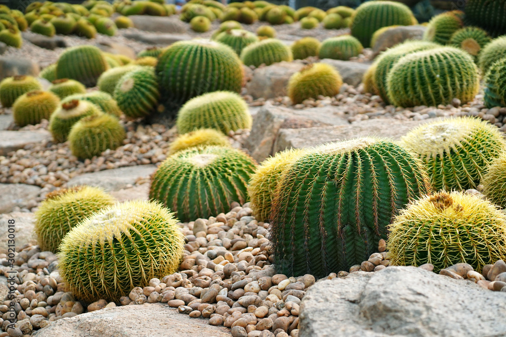 Golden barrel cactus, Botanicactus Park Golden barrel cactus, Botanicactus Park