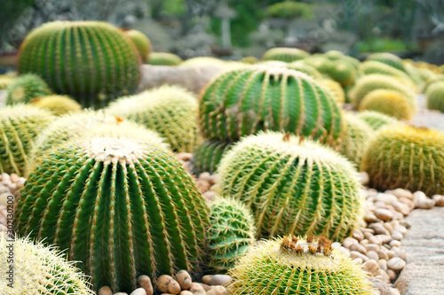 Golden barrel cactus  Botanicactus Park