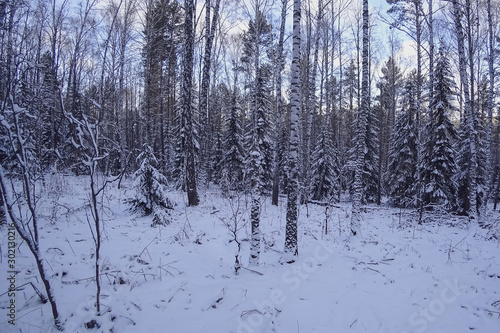 Mixed forest in winter. Pines, birch, spruce. White snow, frost.