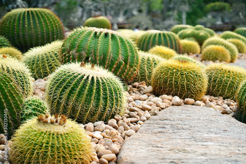 Golden barrel cactus, Botanicactus Park photo