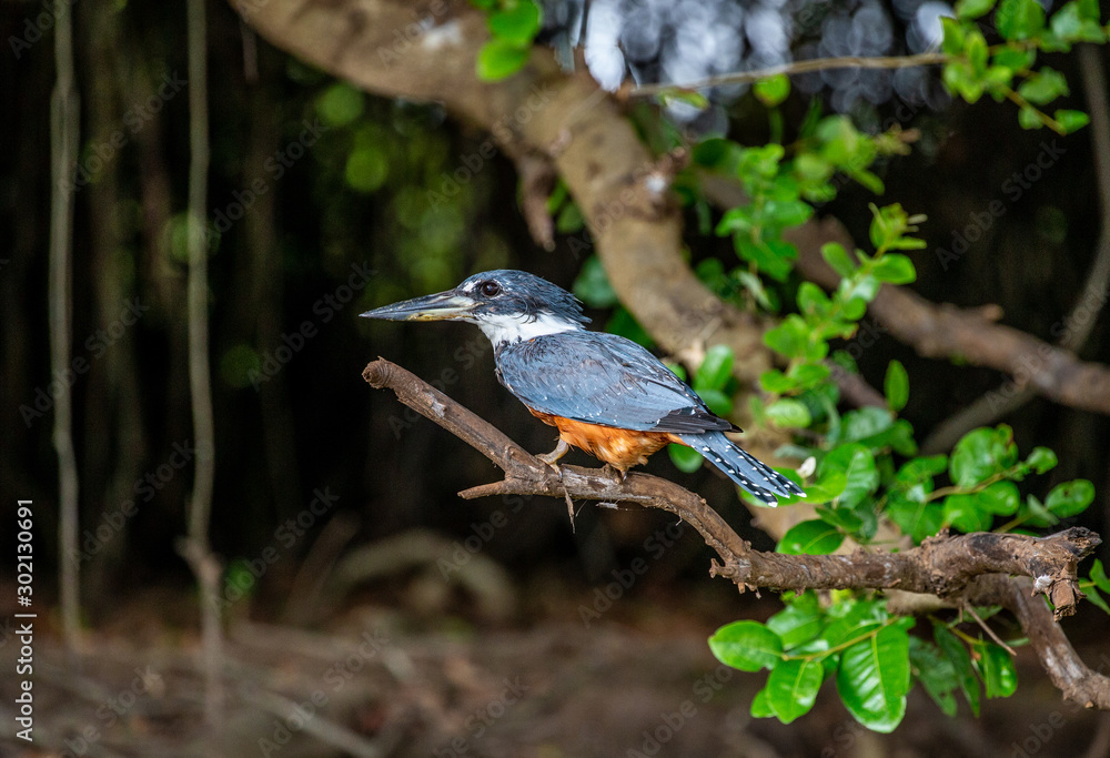 Obraz premium Kingfisher is sitting on a tree branch. Close-up. Brazil. Pantanal. South America.