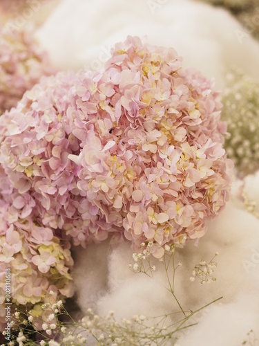 Hydrangea or Ajisai pink flower on blurred of nature background