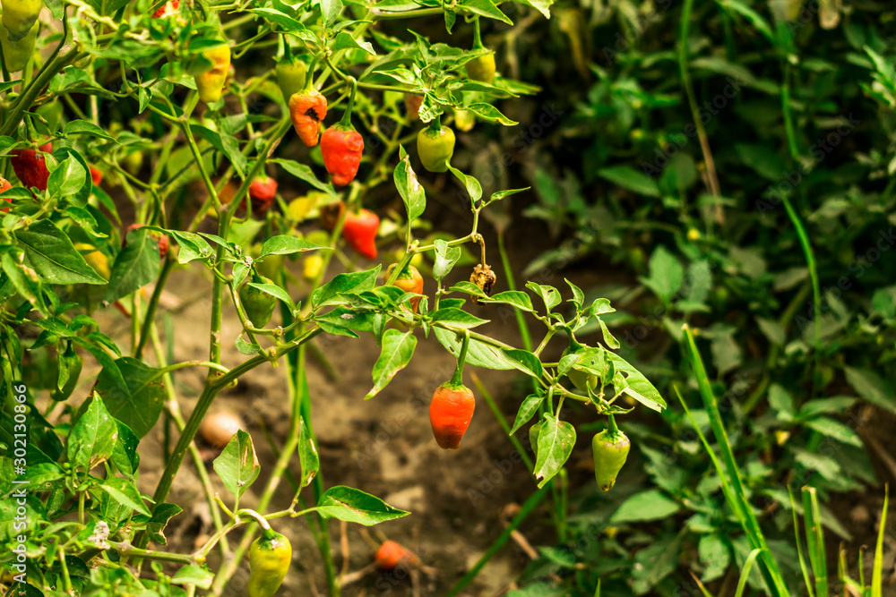lost of fresh and healthy hot spicy red small chilies are hanging in it's branches in the vegetable farm  