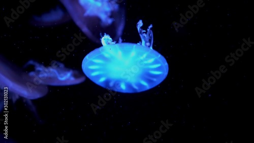 colorful Upside-down jellyfish's floating background in aquarium photo