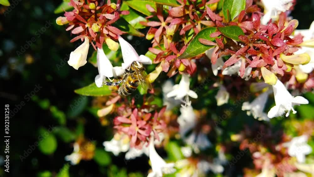 Close up video of a honey bee gathering pollen from white abelia flowers. Shot at 120 fps. Close up video of a honey bee gathering pollen from white abelia flowers. Shot at 120 fps.