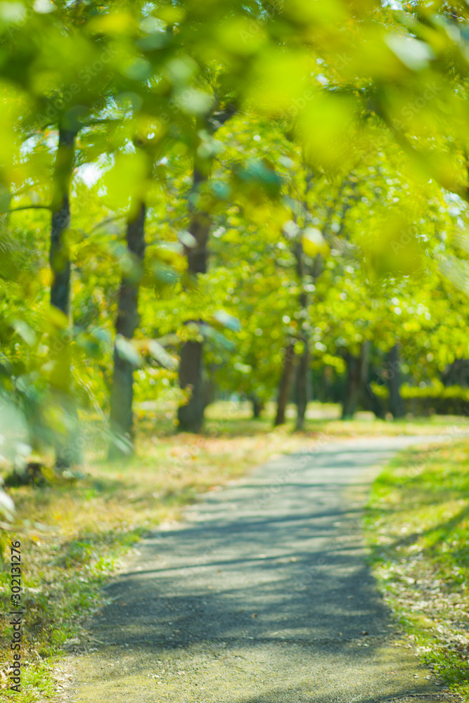 Obraz premium green park blur bokeh background