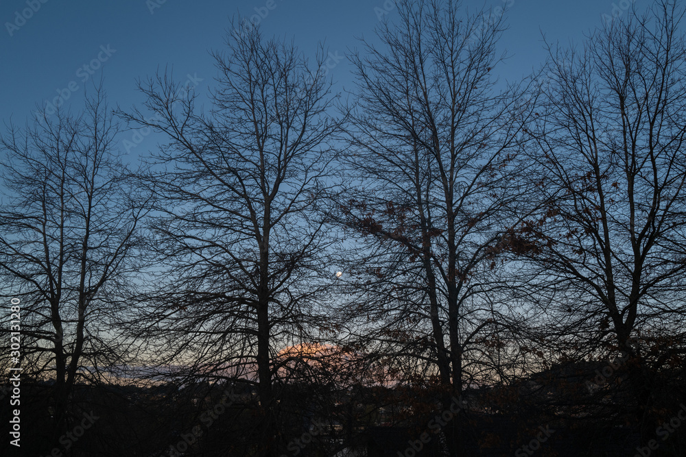 Sunset against winter trees