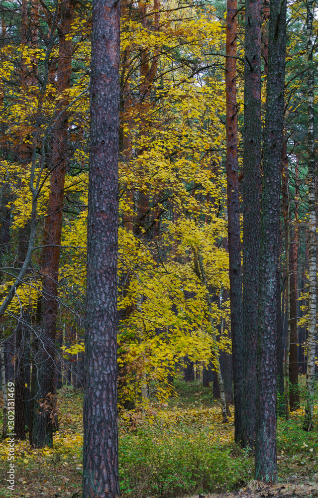 Fototapeta premium Yellow leaves on the trees in the forest. Autumn landscape.
