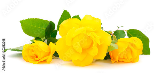 Yellow beautiful roses.