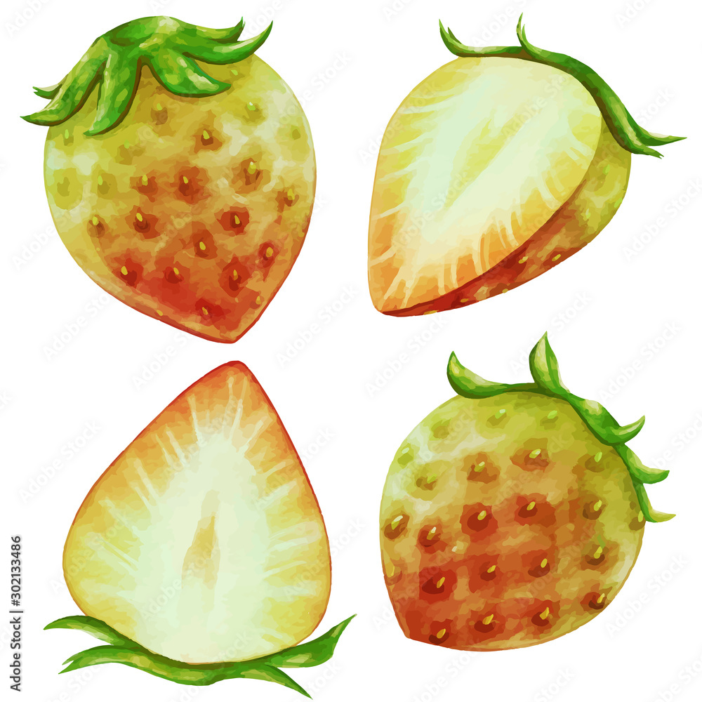 13 Best 苺の断面 Images Stock Photos Vectors Adobe Stock