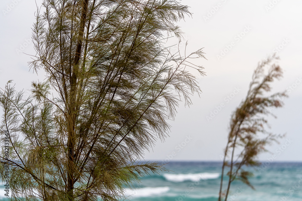 tree in windy weather with waves blurred tree in windy weather with waves blurred