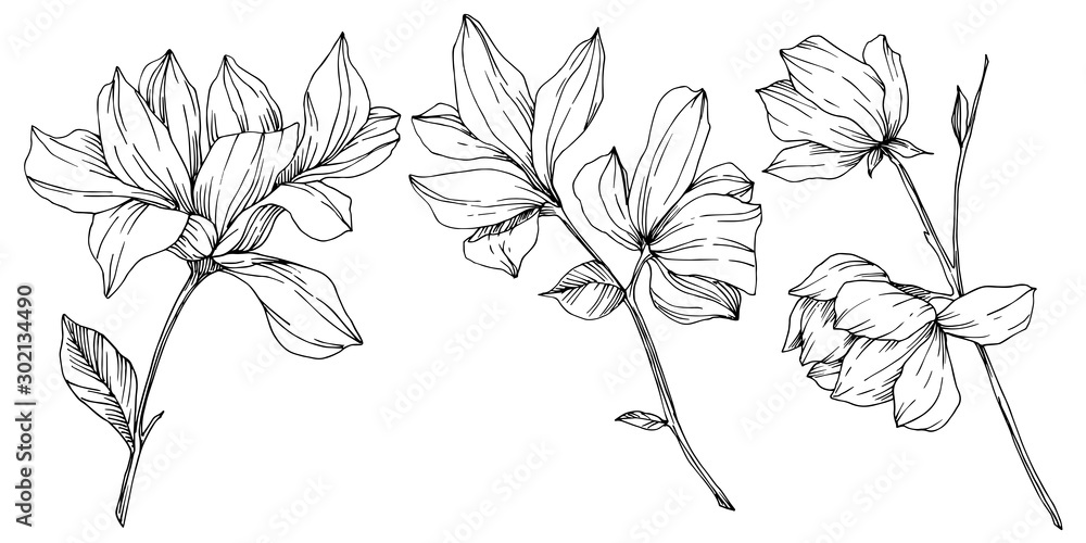 Obraz premium Vector Magnolia floral botanical flowers. Black and white engraved ink art. Isolated magnolia illustration element.