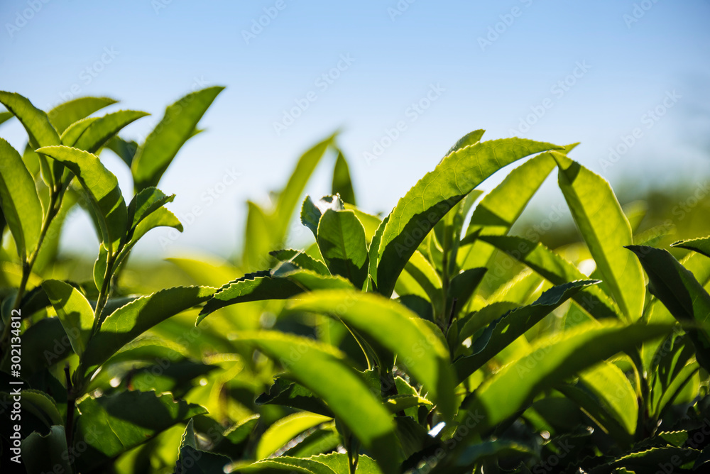 Tea plantation in the mountains of Sochi, Russia Tea plantation in the mountains of Sochi, Russia