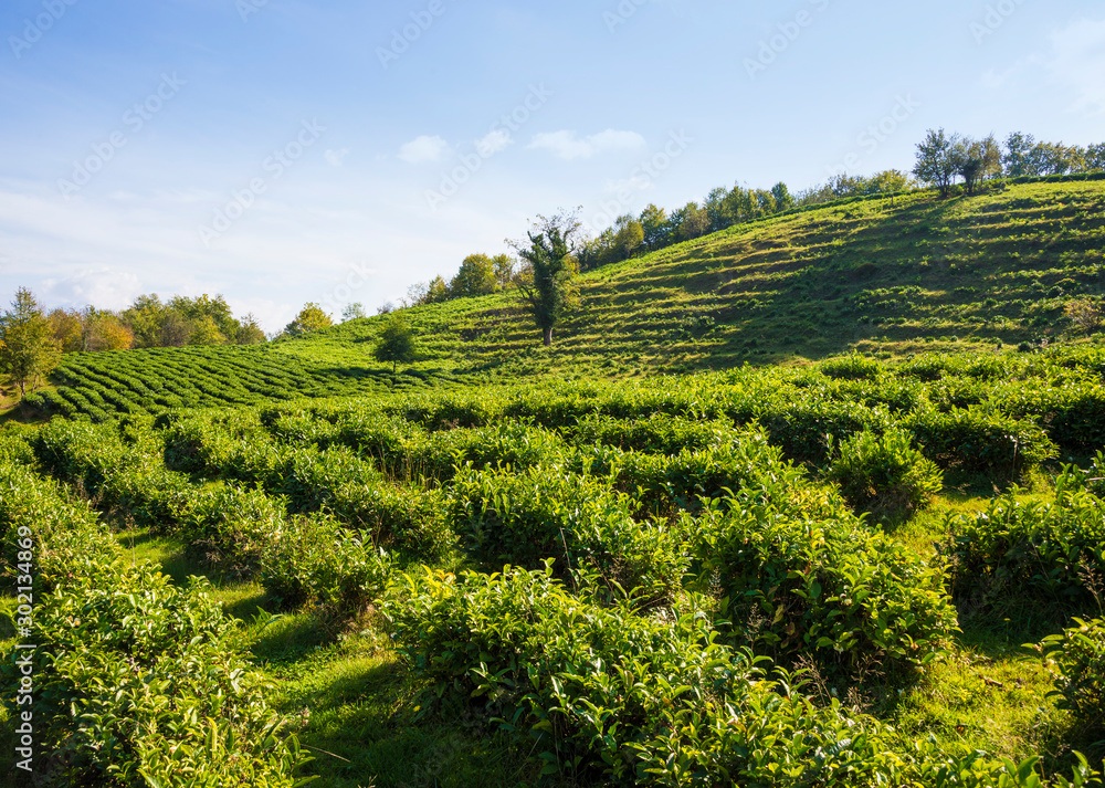 Tea plantation in the mountains of Sochi, Russia