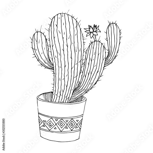 Vector Cacti floral botanical flowers. Black and white engraved ink art. Isolated cactus illustration element.