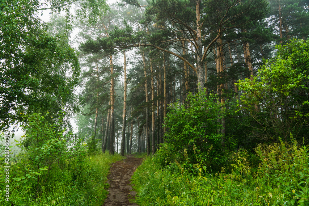 Obraz premium Pathway through beautiful and wild foggy forest