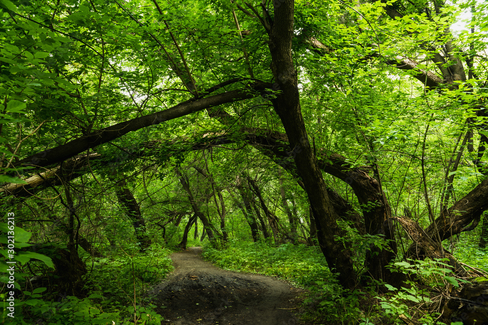 Pathway through beautiful and wild foggy forest Pathway through beautiful and wild foggy forest