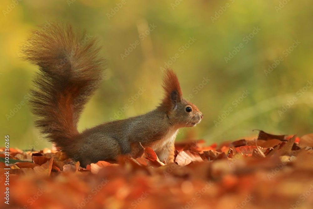 Art view on wild nature. Cute red squirrel with long pointed ears in autumn scene . Wildlife in october forest. . Sciurus vulgaris Art view on wild nature. Cute red squirrel with long pointed ears in autumn scene . Wildlife in october forest. . Sciurus vulgaris