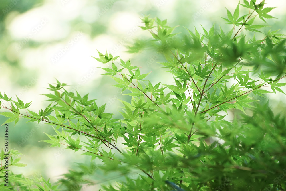 Green leaf of the tree of forest Green leaf of the tree of forest