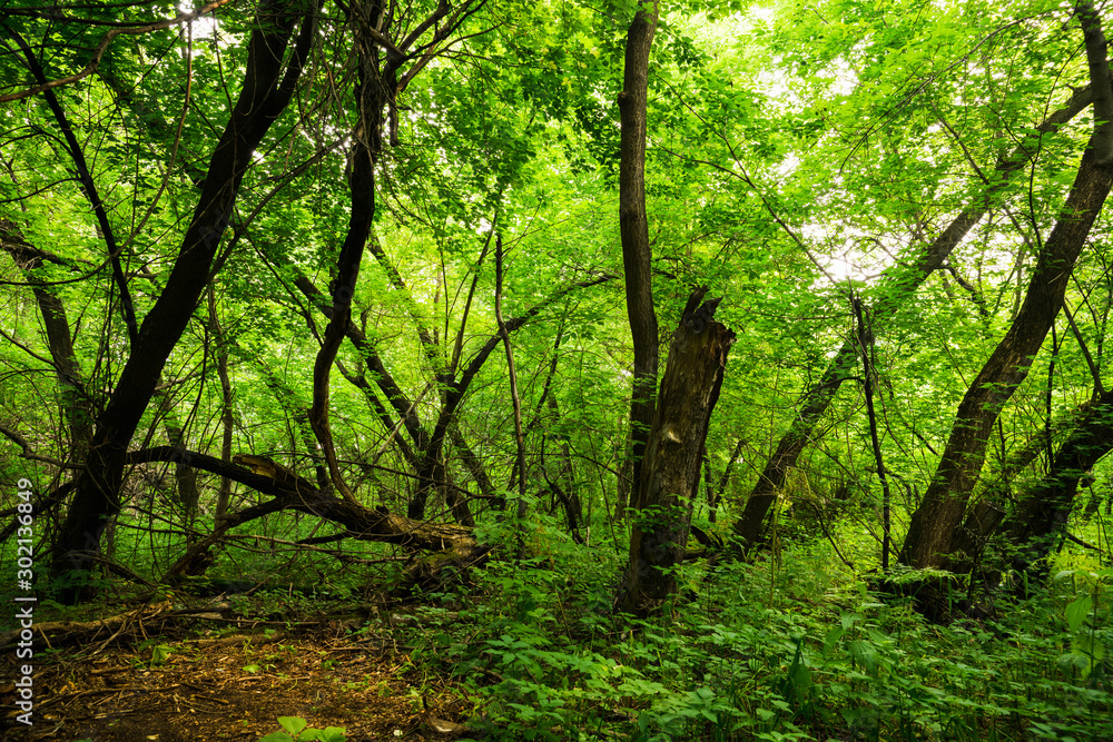 Pathway through beautiful and wild foggy forest Pathway through beautiful and wild foggy forest