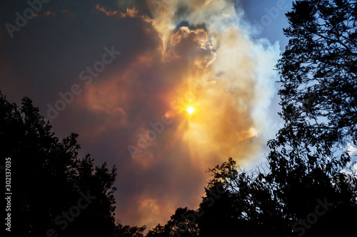 Australian bushfire: trees silhouettes and smoke from bushfires covers the sky and glowing sun barely seen through the smoke