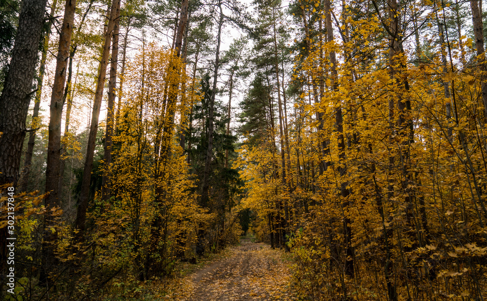 Fototapeta premium Autumn in the forest. Bright trees.