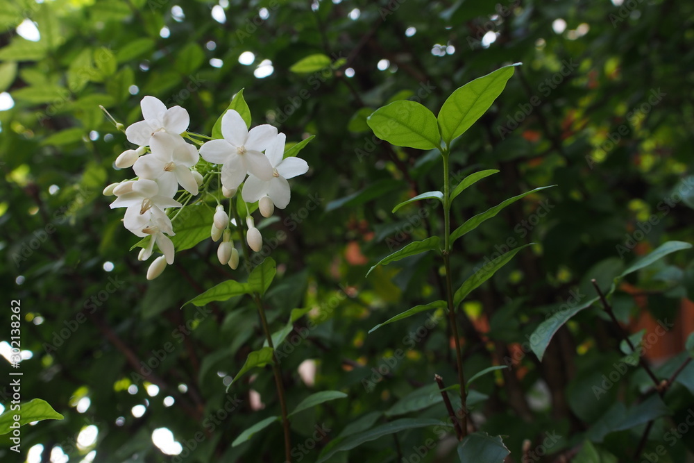Wrightia religiosa branches and leaves in Thailand Wrightia religiosa branches and leaves in Thailand